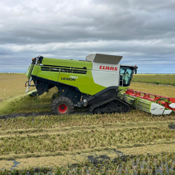 La producción de arroz se sitúa un 20% por encima de la anterior campaña, mientras se recupera de las sequías. LA UNIÓ