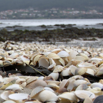 La Xunta advierte de que la mortandad de marisco en las rías gallegas podría superar la de 2023 La Xunta advierte de que la mortandad de marisco en las rías gallegas podría superar la de 2023