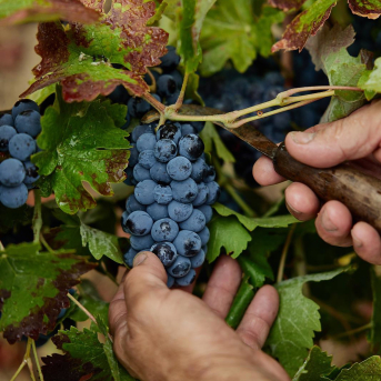 La uva con DOP en Canarias se desploma un 27% en 2025 hasta los 4,8 millones de kilos La uva con DOP en Canarias se desploma un 27% en 2025 hasta los 4,8 millones de kilos
