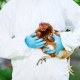 Un trabajador con traje de bioseguridad sostiene una gallina como ejemplo de las medidas preventivas tomadas durante brotes de gripe aviar en granjas avícolas Europa Press/Contacto/Shutterstock
