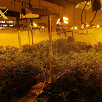 Imagen de una plantación de marihuana intervenida por la Guardia Civil en Lora del Río (Sevilla) GUARDIA CIVIL