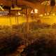 Imagen de una plantación de marihuana intervenida por la Guardia Civil en Lora del Río (Sevilla) GUARDIA CIVIL