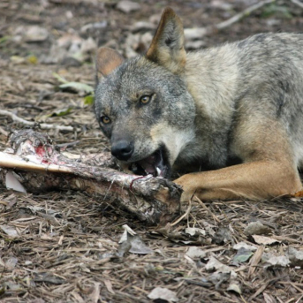 Cantabria actualiza al alza el baremo de daños por fauna silvestre con incrementos en todas las indemnizaciones