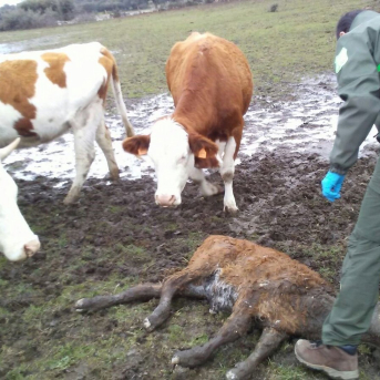 El BOC aprueba el nuevo baremo de daños por fauna silvestre con incrementos en todas las indemnizaciones