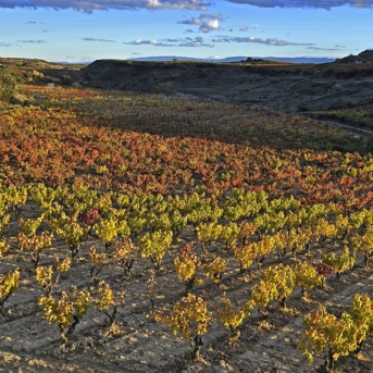 Campo agrícola. MIKEL ARRAZOLA-IREKIA Campo agrícola. MIKEL ARRAZOLA-IREKIA