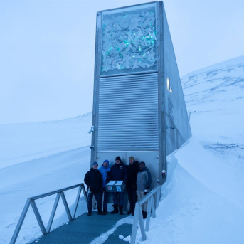 El olivo entra por primera vez en la Bóveda Global de Svalbard, el mayor banco mundial de semillas COI