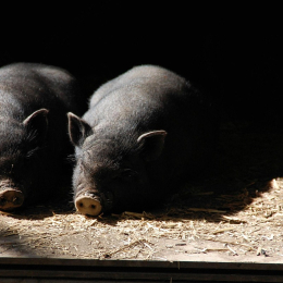 Aunque no es habitual, la gripe porcina también puede transmitirse entre humanos. Pixabay.