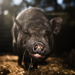 Cerdo en un santuario animales en Rubí | Europapress