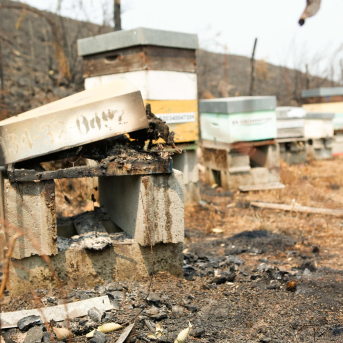 Cooperativas Agro-alimentarias alerta del grave momento de la apicultura y exige actuaciones inmediatas Cooperativas Agro-alimentarias alerta del grave momento de la apicultura y exige actuaciones inmediatas