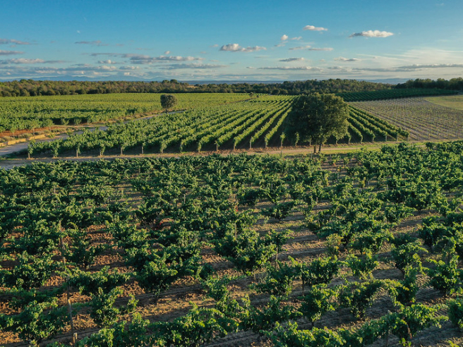 Viñedos de Ribera del Duero. (DOP Ribera del Duero)