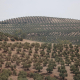Castillo de Canena, primer olivar español que deja el control de plagas en manos de insectos aliados