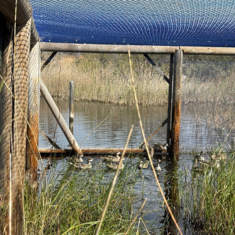 La Generalitat impulsa la recuperación de la cerceta pardilla con la suelta de 20 aves en el Marjal del Moro La Generalitat impulsa la recuperación de la cerceta pardilla con la suelta de 20 aves en el Marjal del Moro