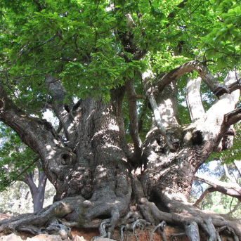 La Plataforma del Castaño reclama que el Castaño Santo de Istán sea declarado Monumento Natural de Andalucía