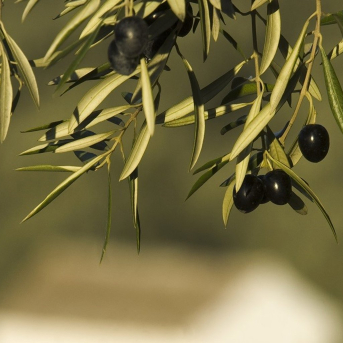 Alarma en la aceituna de mesa por la escalada bélica en Oriente Próximo
