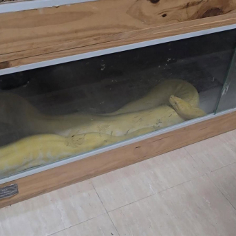 Pitón albina intervenida en una vivienda de Roquetas de Mar (Almería). GUARDIA CIVIL