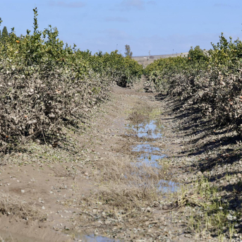 El Gobierno activa 100 millones en créditos para el campo golpeado por las borrascas en Andalucía y Extremadura