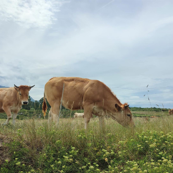 El Principado reivindica su gestión de las ayudas PAC 2024 y acusa al PP de manipular y mentir