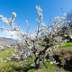 El Valle del Jerte prevé la floración de los cerezos a finales de marzo