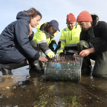 Mar prevé disponer en breve de los primeros datos de los muestreos en los bancos marisqueros