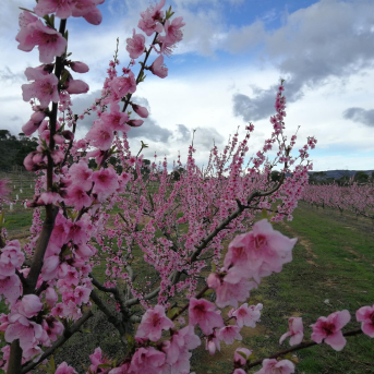 Calanda vive la IV floración del melocotonero con rutas, cultura y sabor local