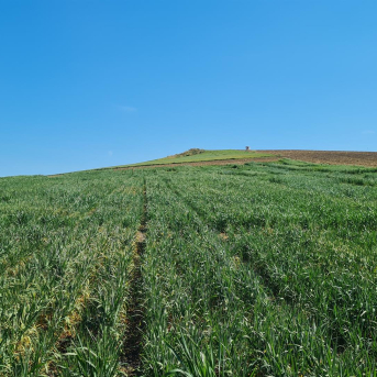 El IAS-CSIC destaca sus investigaciones punteras en el Día Mundial de los Cereales El IAS-CSIC destaca sus investigaciones punteras en el Día Mundial de los Cereales