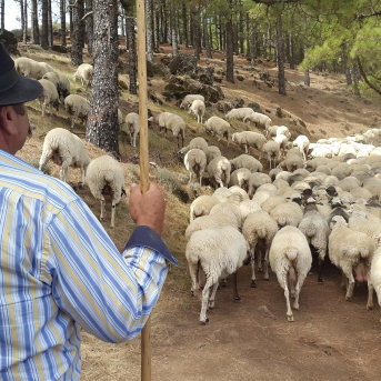 Gran Canaria paga por quinto año el pastoreo como escudo frente a los grandes incendios Gran Canaria paga por quinto año el pastoreo como escudo frente a los grandes incendios
