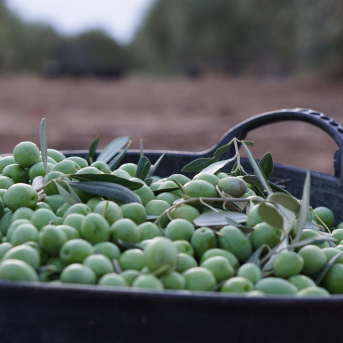El Gobierno agiliza el registro de Indicaciones Geográficas de productos agroalimentarios