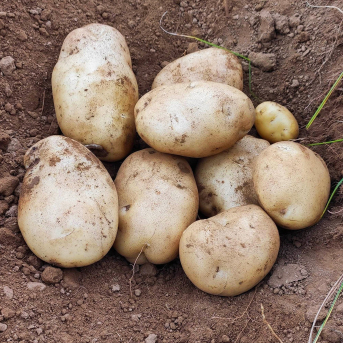 El Gobierno agiliza el registro de Indicaciones Geográficas para productos agroalimentarios