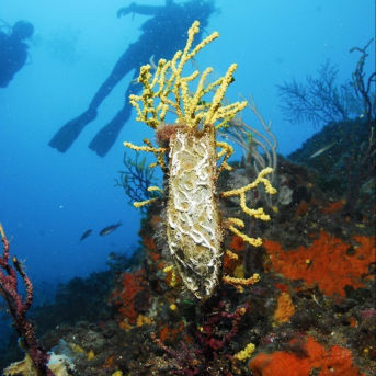 Los centros de actividades marítimas mueven 176 millones al año en Catalunya Los centros de actividades marítimas mueven 176 millones al año en Catalunya