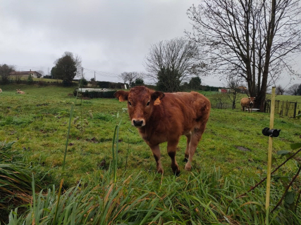 Asturias abre la nueva convocatoria de ayudas de la PAC con 95,3 millones
