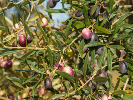 Asaja anticipa menos aceite de oliva del previsto y alerta por el alza de costes