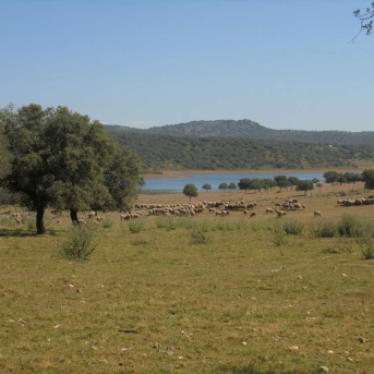 La Junta de Extremadura ingresa 12,7 millones en nuevos pagos de la PAC La Junta de Extremadura ingresa 12,7 millones en nuevos pagos de la PAC