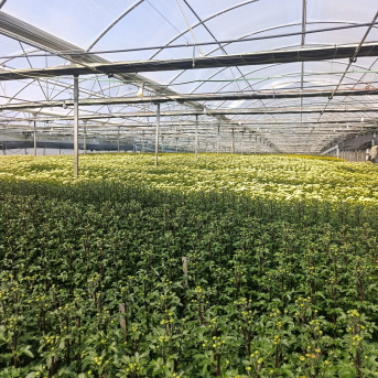 La flor cortada de Cádiz salva la campaña del Día del Padre pese a los estragos de las borrascas