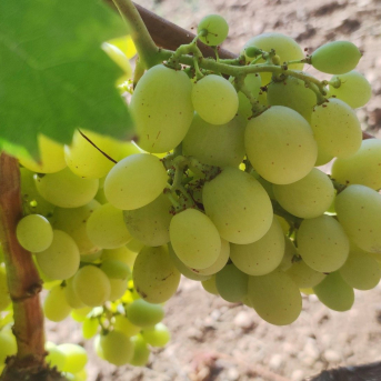 Kreab convoca al sector del vino para analizar consolidación, innovación y sostenibilidad Kreab convoca al sector del vino para analizar consolidación, innovación y sostenibilidad