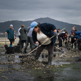 Los mariscadores de Noia retiran 12 toneladas de marisco muerto tras los temporales Los mariscadores de Noia retiran 12 toneladas de marisco muerto tras los temporales