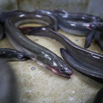 El TSJPV avala la suspensión de la campaña de pesca de angula 2025/2026 decretada por el Gobierno Vasco