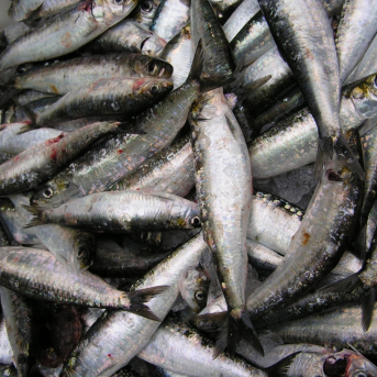 El sector gallego, frustrado con el cupo de sardina para 2026, exige al Ministerio rectificar el reparto