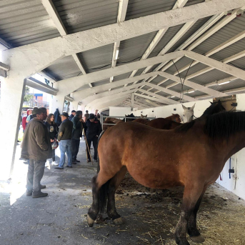 Tineo celebra la Feria de San José con limitaciones para el ganado vacuno