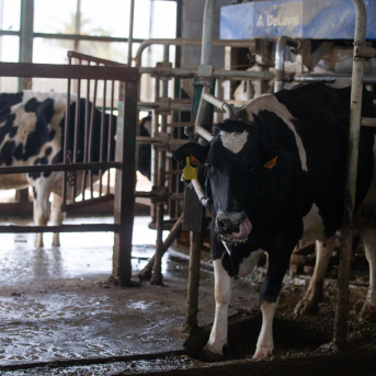 Cantabria plantea reunir en abril la Mesa Láctea por la caída del precio que cobran los ganaderos Cantabria plantea reunir en abril la Mesa Láctea por la caída del precio que cobran los ganaderos