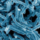 Imagen de microscopio de la bacteria 'Mycobacterium' tuberculosis. NIAID