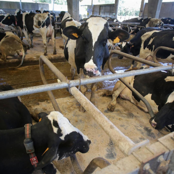 Vacas de una ganadería de lácteo Carlos Castro - Europa Press Vacas de una ganadería de lácteo Carlos Castro - Europa Press