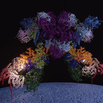 Imagen del modelo de SEA-EGOC anclado en la membrana de la vacuola, con el sitio activo iluminado. ANA LUCÍA DEL SOLAR