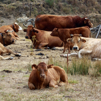 UGAL-UPA León urge a las industrias lácteas a mantener y prorrogar los contratos de recogida de leche