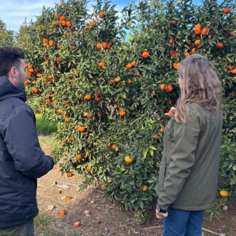 Ivace+i impulsa una solución digital para recortar agua y fertilizantes en cultivos de cítricos