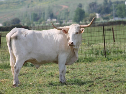 Extremadura paga un millón en ayudas a 173 ganaderos por la cría en pureza de razas autóctonas