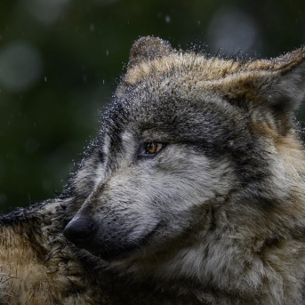 El Defensor del Pueblo reclama indemnizaciones rápidas y justas a los ganaderos antes que abatir lobos
