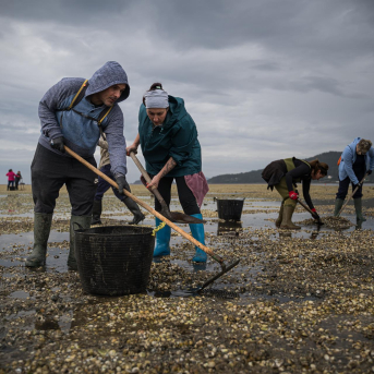 Unos 2.200 mariscadores de 25 cofradías con alta mortandad de marisco cobrarán una media de 700 euros mensuales Unos 2.200 mariscadores de 25 cofradías con alta mortandad de marisco cobrarán una media de 700 euros mensuales