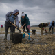 Unos 2.200 mariscadores de 25 cofradías con alta mortandad de marisco cobrarán una media de 700 euros mensuales