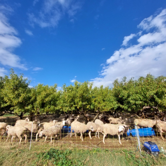 Rebaño de ovejas pastando en una finca de frutales (Agricultura regenerativa).