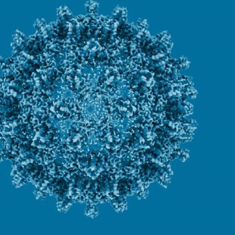 Reconstrucción estructural criomicroscópica de una cápside central del virus de la hepatitis B. JOERG SCHAABER / CHRISTIAN SIGL